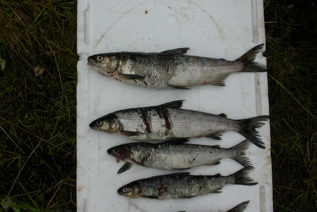 common whitefish caught in gill nets common whitefish (Cor… Flickr