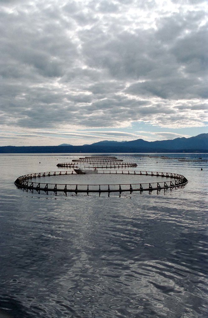 fish farms Tasmania's famous Atlantic salmon and Ocean Tro… Flickr