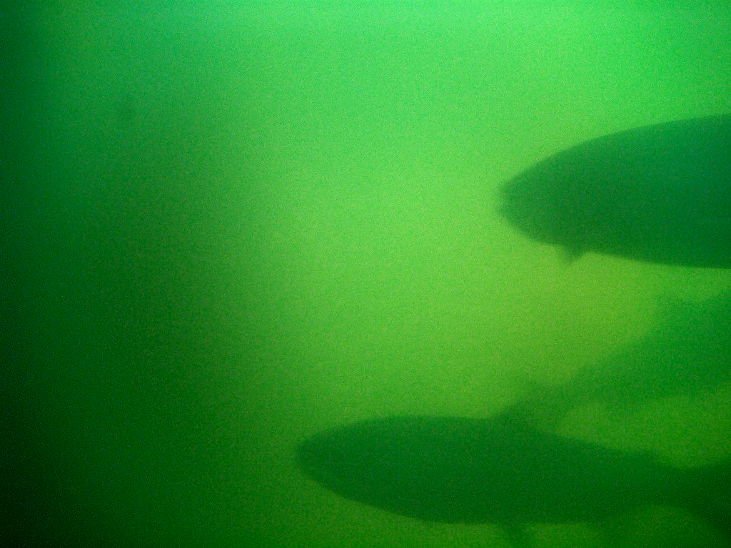 Salmon swimming upstream, Ballard Locks, near Seattle Flickr