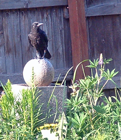 Crow in Kris' Garden Sharon Brogan Flickr