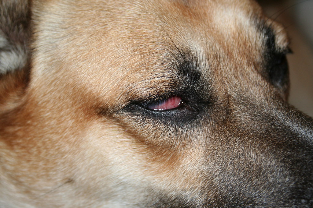 Evil eye My dog's bloodshot eye Matthew McGlynn Flickr