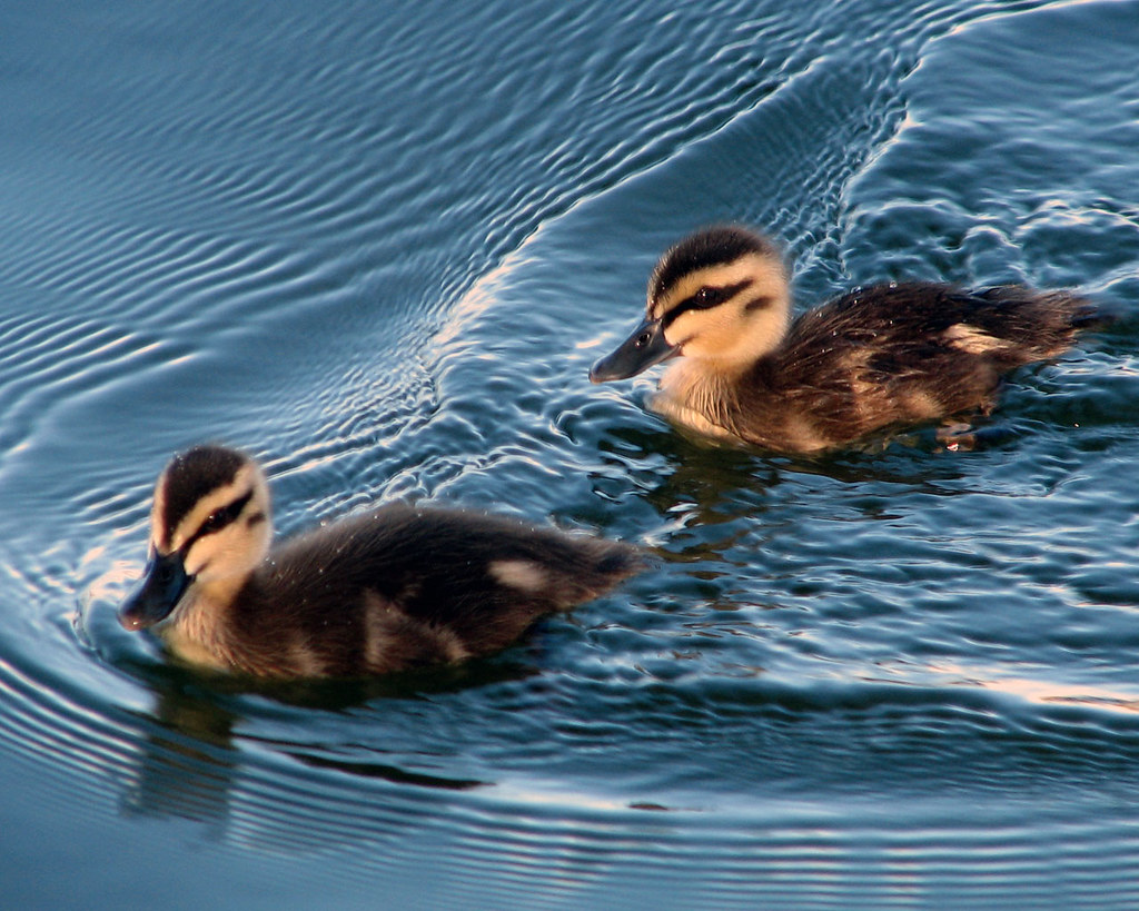 Ducklings Aaahhh... Little Pacific Black ducklings. Tim Williams
