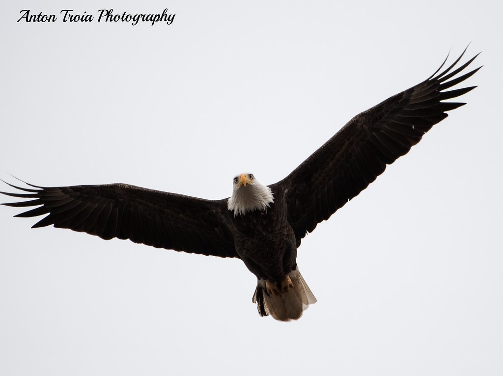 Staten Island New York Eagle Anton Troia Flickr