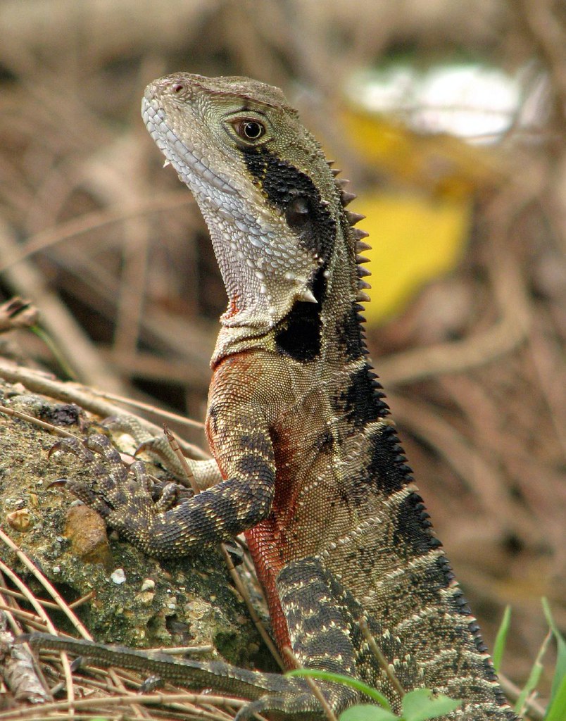 Eastern Water Dragon maureen goninan Flickr