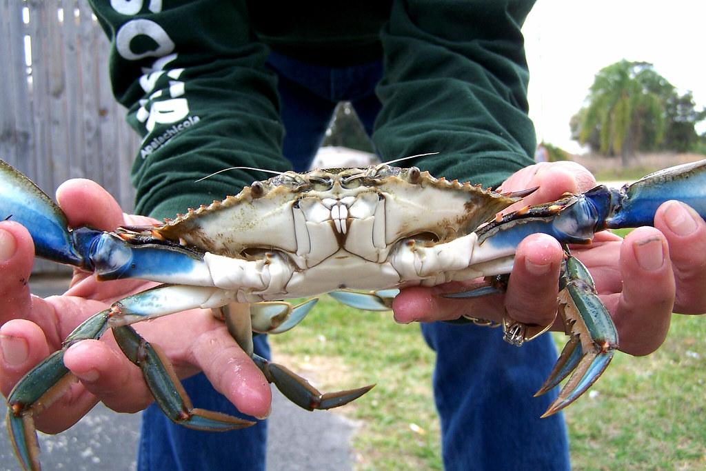 Blue Crab Looks like it is smiling. Carla Flickr
