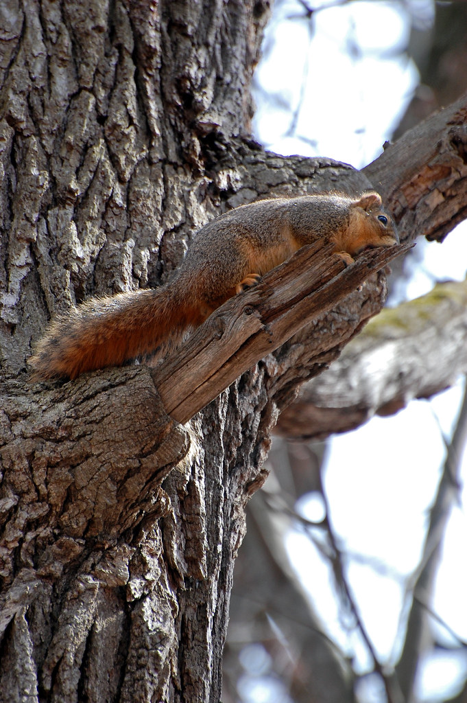 squirrel_biting Squirrel gnawing a branch Tom Gill Flickr