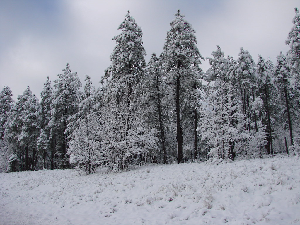 snow on two pines, S. of Flagstaff, AZ, on I17 a photo on Flickriver