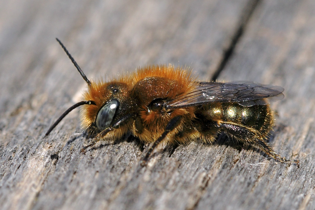 Male Mason Bee (Osmia) a photo on Flickriver
