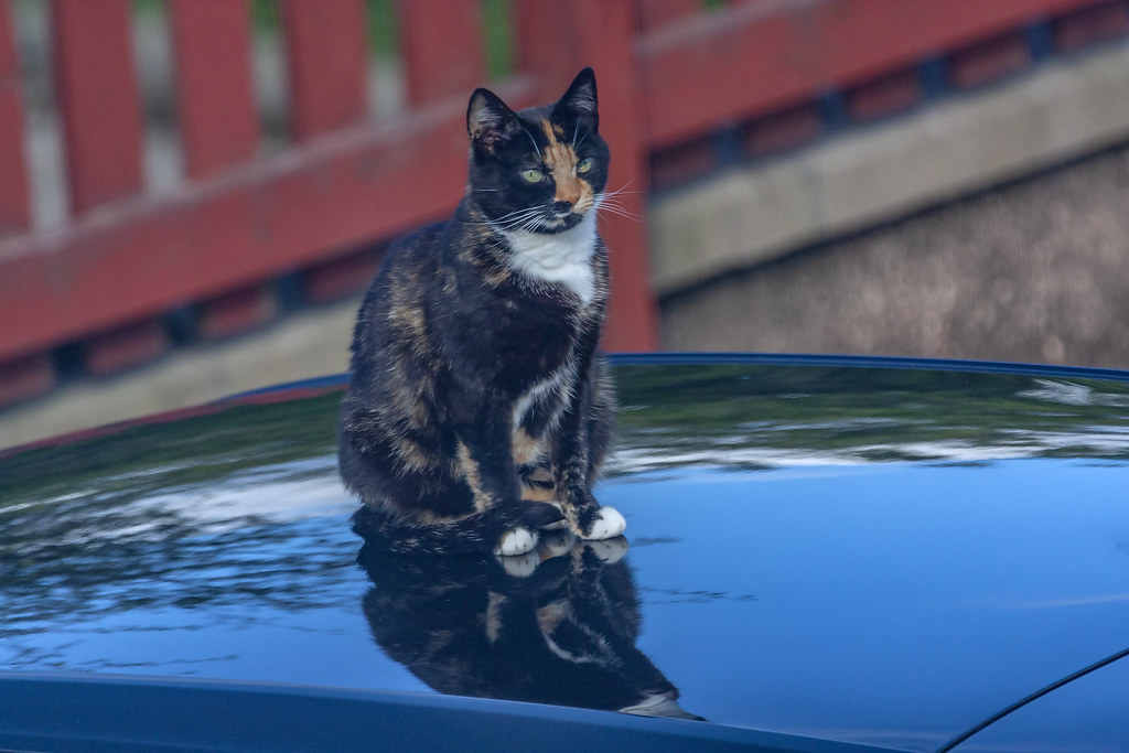 Cat sitting ontop car Ross Mackenzie Photography Flickr