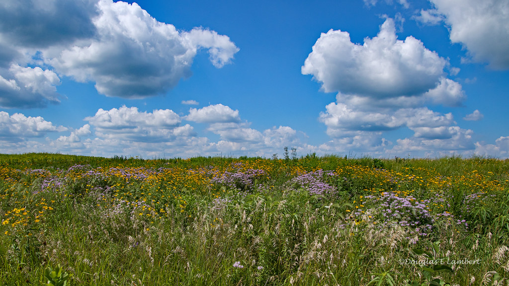 Prairie City, Iowa July 21,2018 Wildflowers, blue skies, a… Flickr
