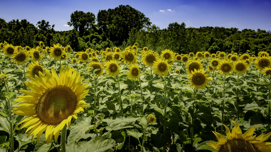 Sunflowers Columbia Bottoms Conservation Area, St. Louis C… Flickr