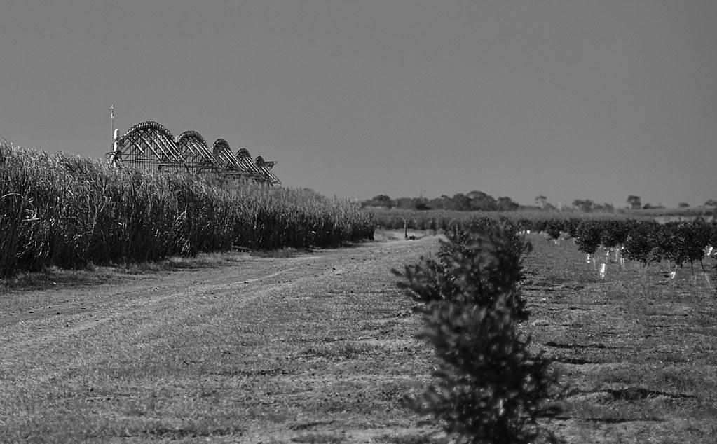 Irrigation,sugar cane [macadamia trees] 7 Days With Flickr… Flickr
