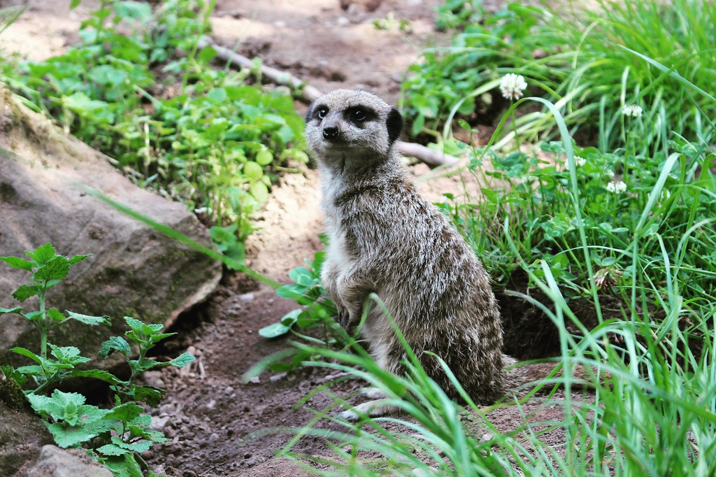 Animal Encounters experience. Hoo Farm, Telford Karen Parker Flickr