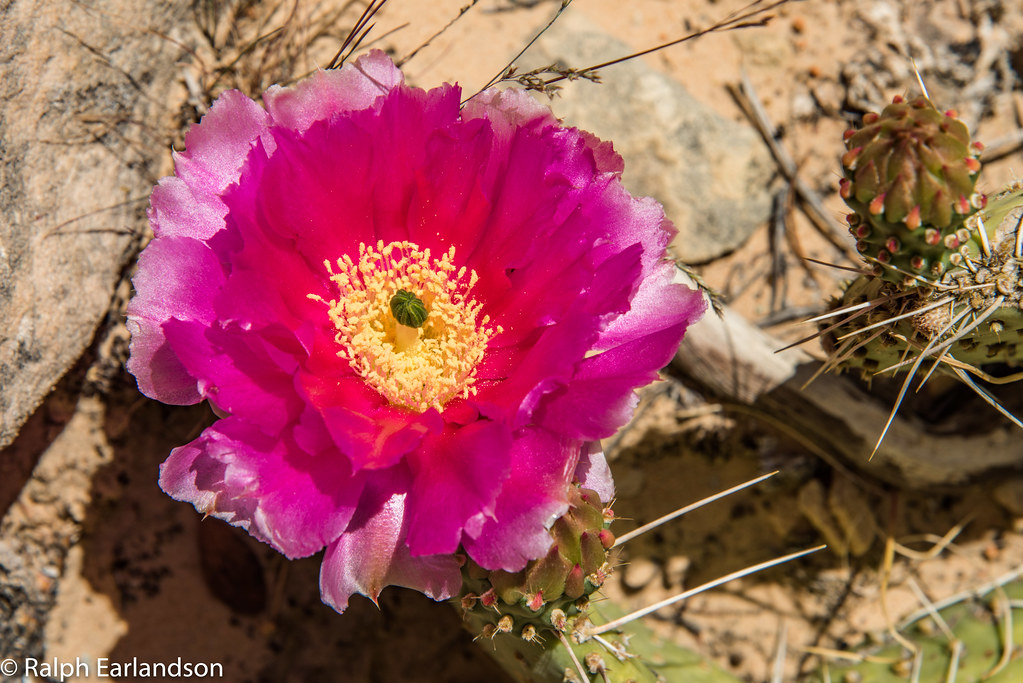 Desert Blossom a photo on Flickriver