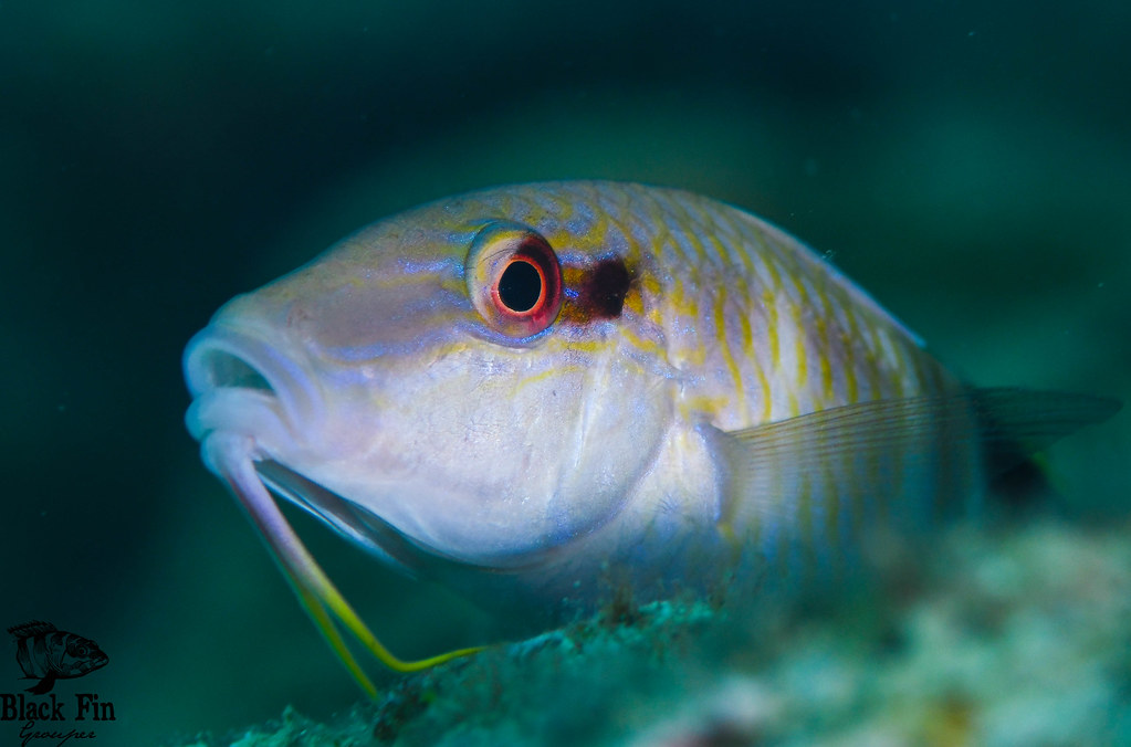 Spotted Goatfish (Pseudupeneus maculatus) Juvenile Flickr