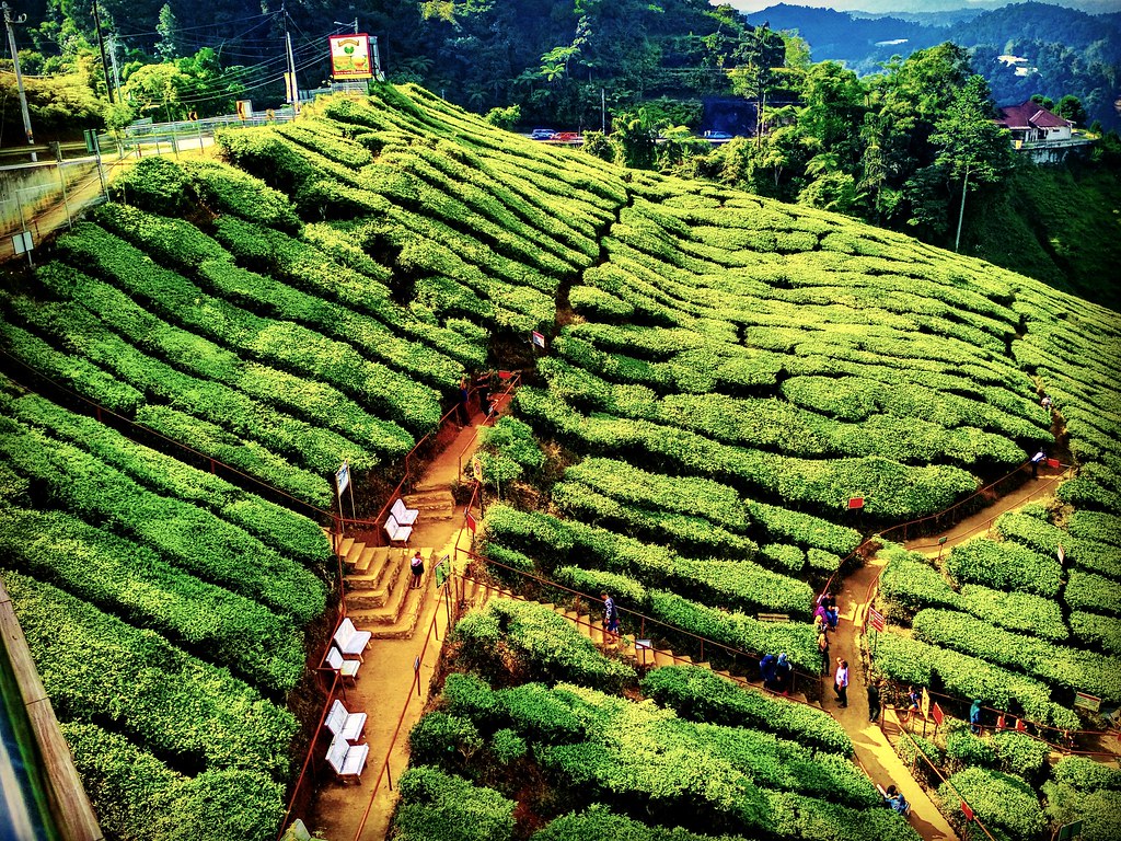 Cameron Valley Tea House 2 Tanah Rata Pahang Malaysia House Poster