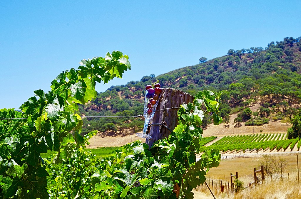 Grapes in a GlassVineyard View Norris Flickr