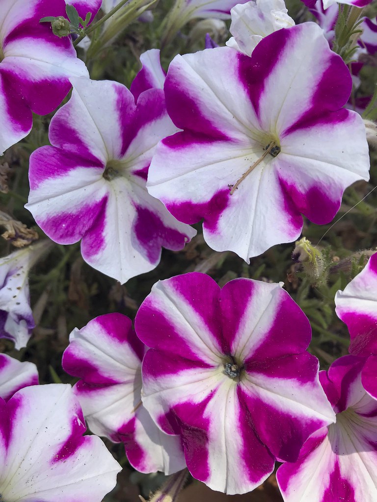Pink and White Flowers Pink and White Flowers Flickr