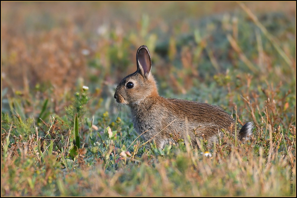 Lapin de Garenne ( Oryctolagus cuniculus ) Contrairement