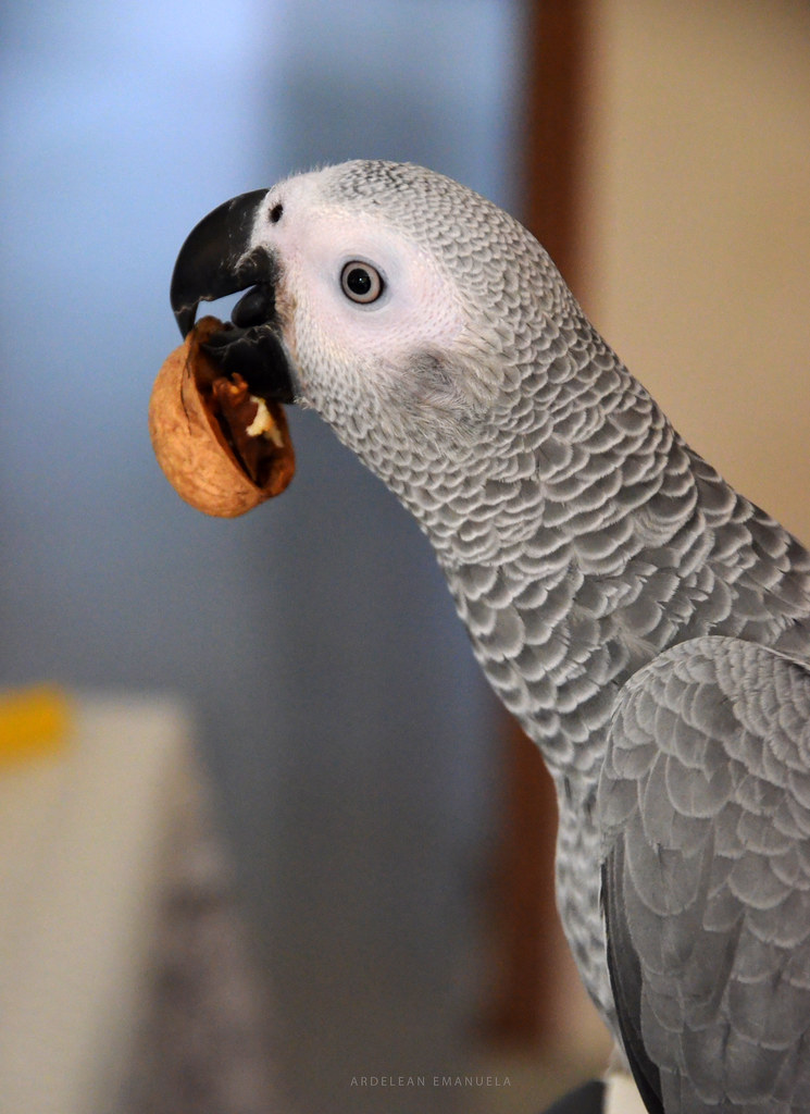 DSC_0860.jpg Emanuela Ardelean Flickr