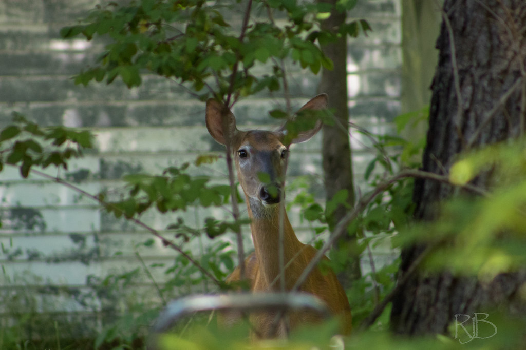 Deer Backyard, Parry Sound, ON Rick J. Baker Flickr