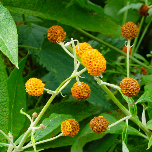 Orange ball tree flowering, Compton Rough David Flickr