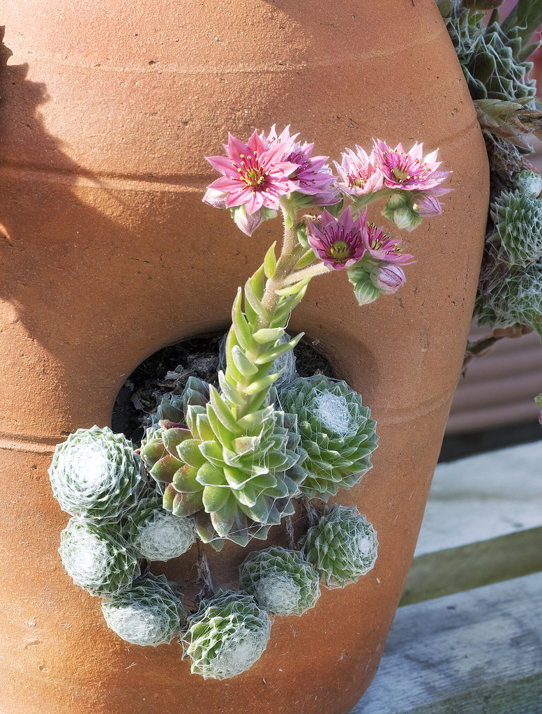 Crystal Gardens in Frankfort, MI Flickr