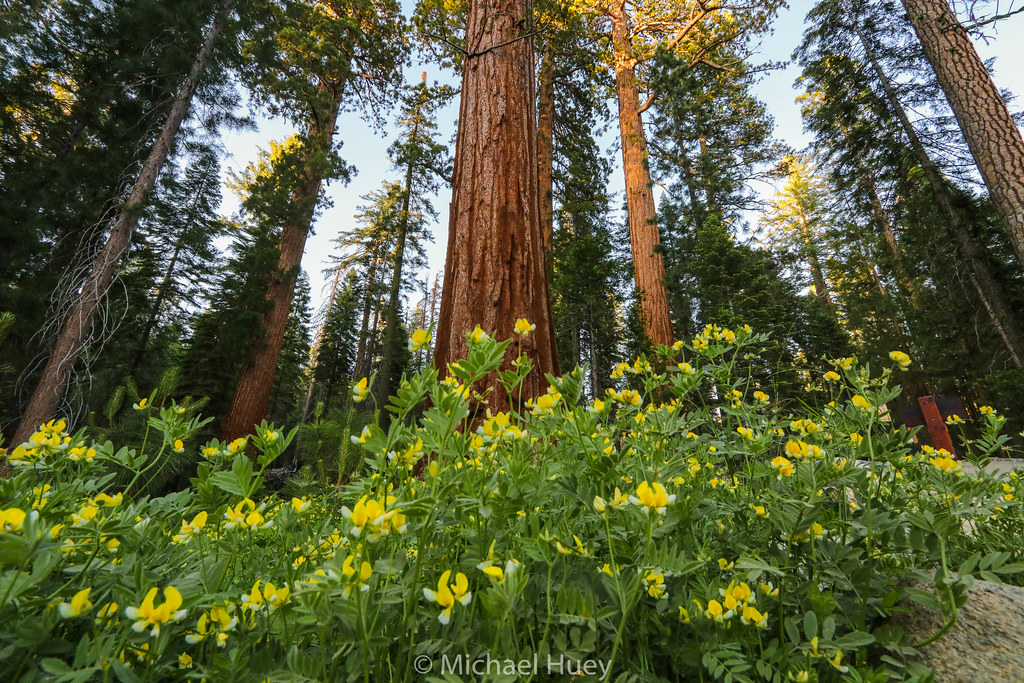 Wildflowers at Mariposa Grove, Yosemite National Park Flickr