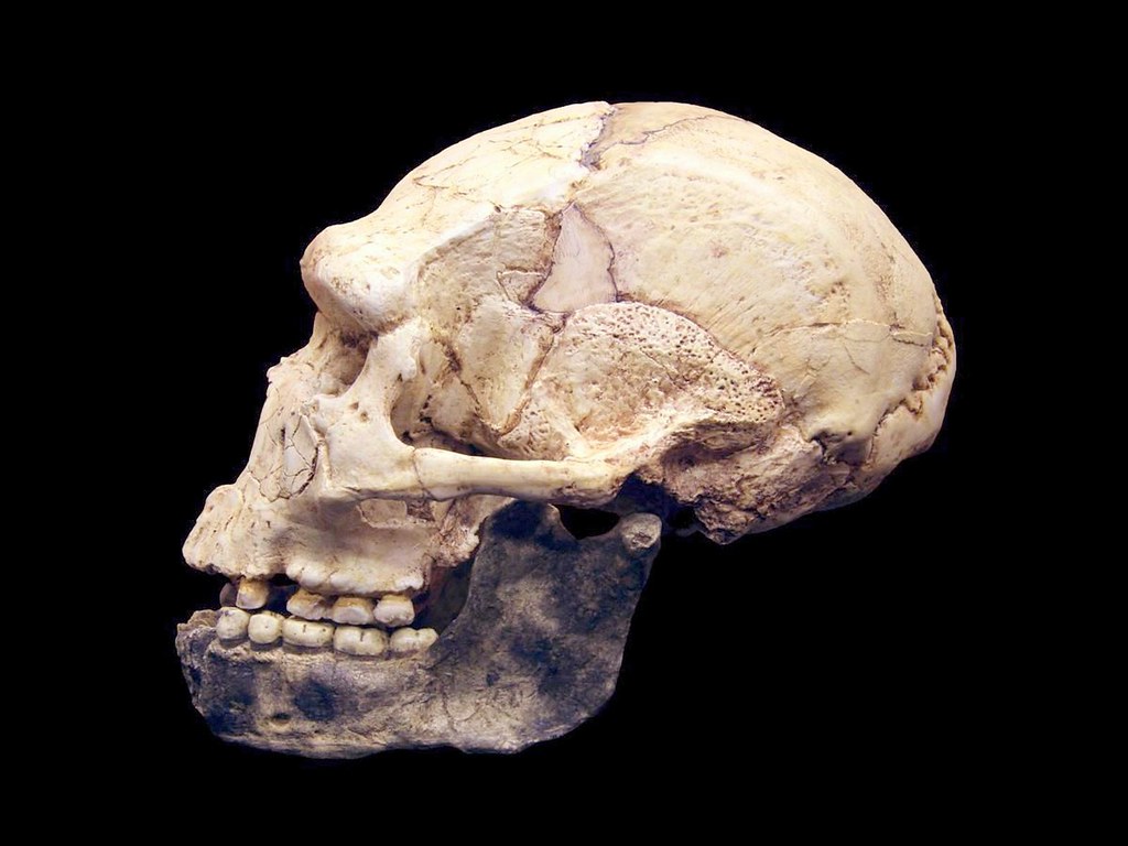 France Le Musee De La Prehistoire A Tautavel Le Musee De Flickr