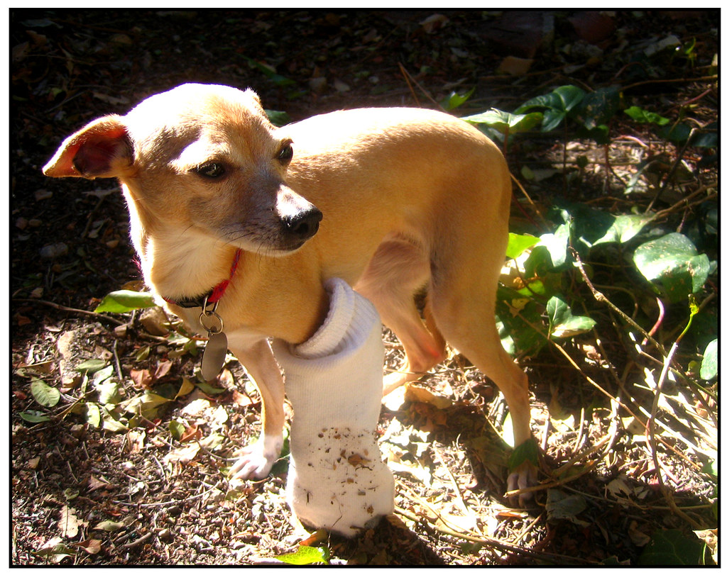Bella Bella is an Italian Greyhound/Chihuahua mix. Her