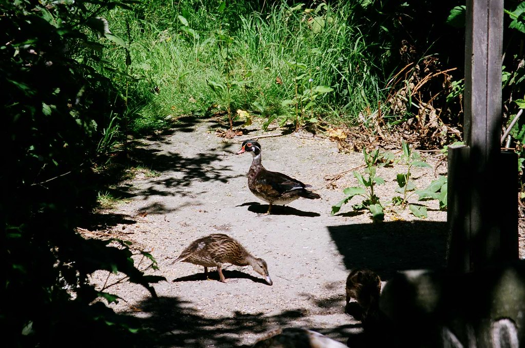 Wood duck wood duck, mallard, Reifel Island Bird Sanctuary… Susannah Anderson Flickr