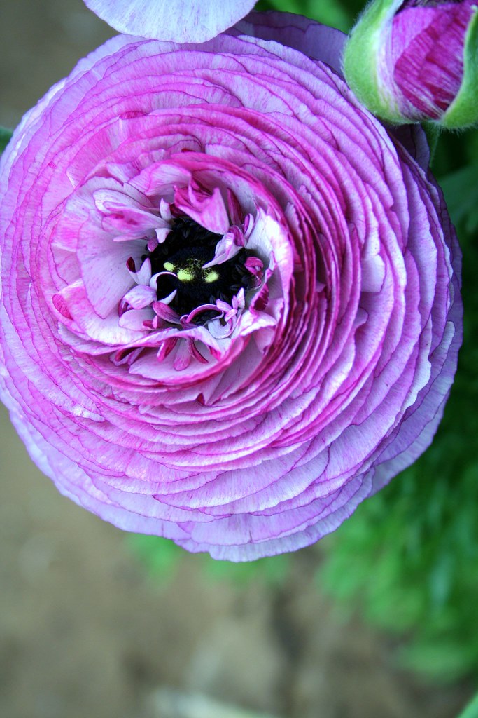 Purple Ranunculus How can you tell it's spring in North Co… Flickr