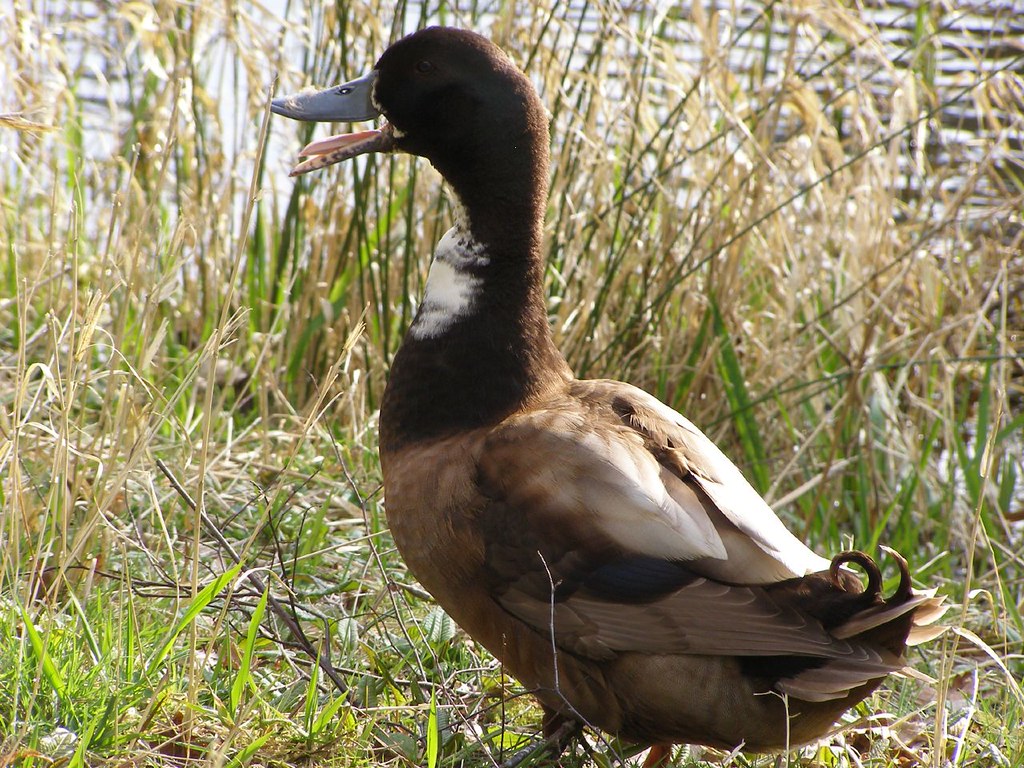 Duck with a curly tail Hugh Gray Flickr