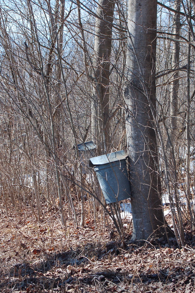 Sap Buckets Sap buckets for Johnson's Sugar House/Farm in … Flickr