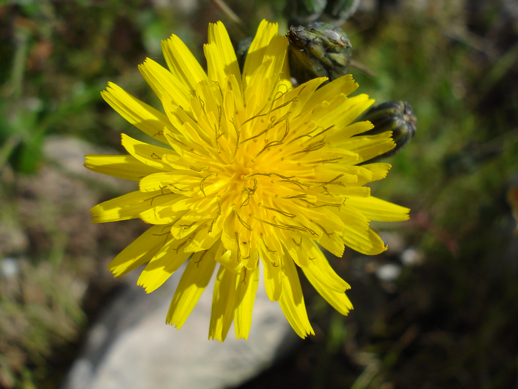 Smooth Sow thistle, Sonchus oleraceus, TalQroqq, Malta Flickr