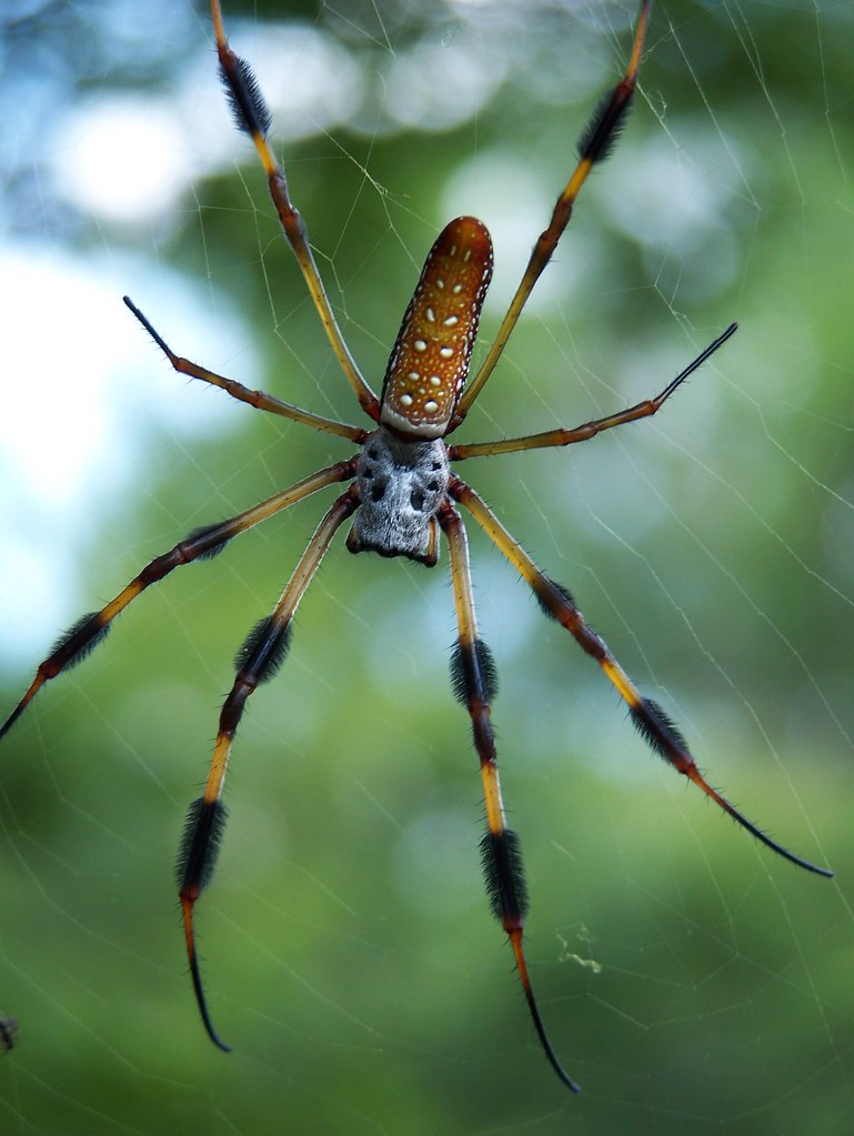 Banana Spider, Louisiana a photo on Flickriver