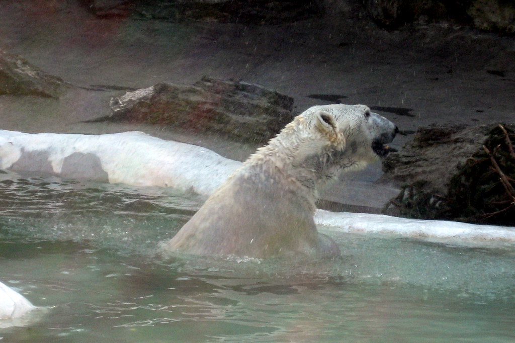 NYC Bronx Bronx Zoo Polar Bear The polar bear (Ursus … Flickr
