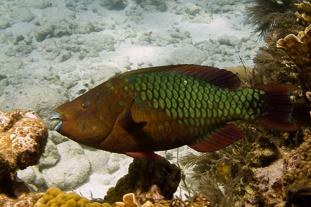 04222007 molasses reef fish 01 Todd Reimer Flickr
