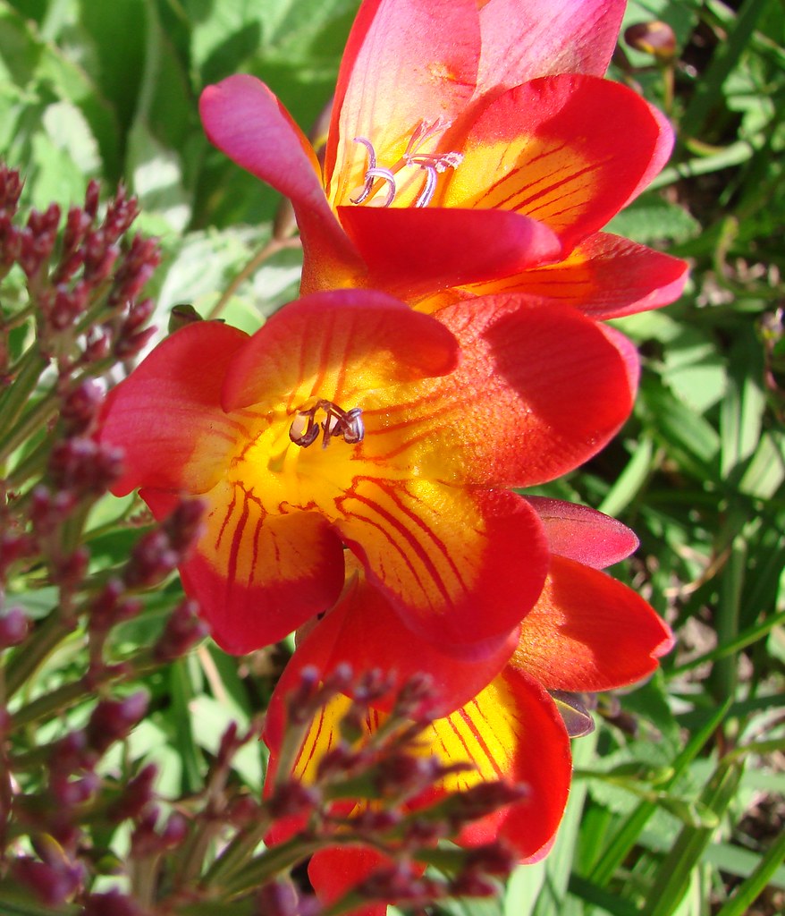 Orange and yellow flowers in pot, Balboa Park Not sure wha… Flickr