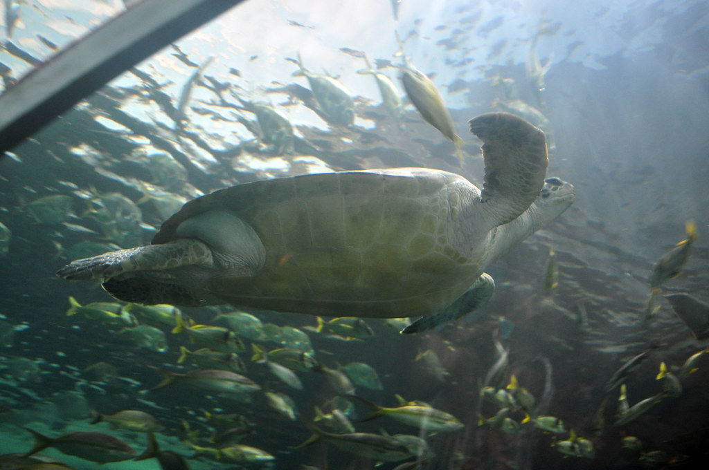 Ottawa Toronto_0005 Ripley's Aquarium Green Sea Turtle Brian