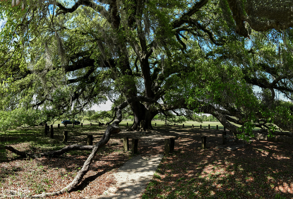 LEB_1066 Geneva County has a historical big oak tree, also… Flickr