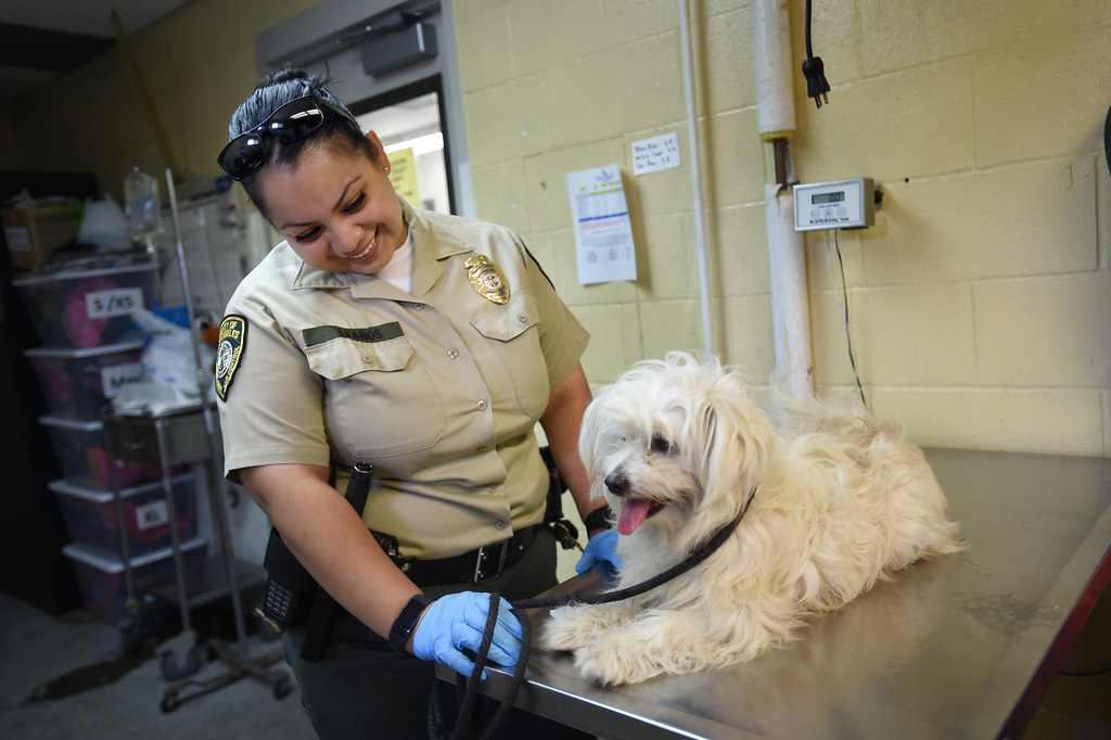Downey Animal Care Center Animal Care Officer works in the… Flickr
