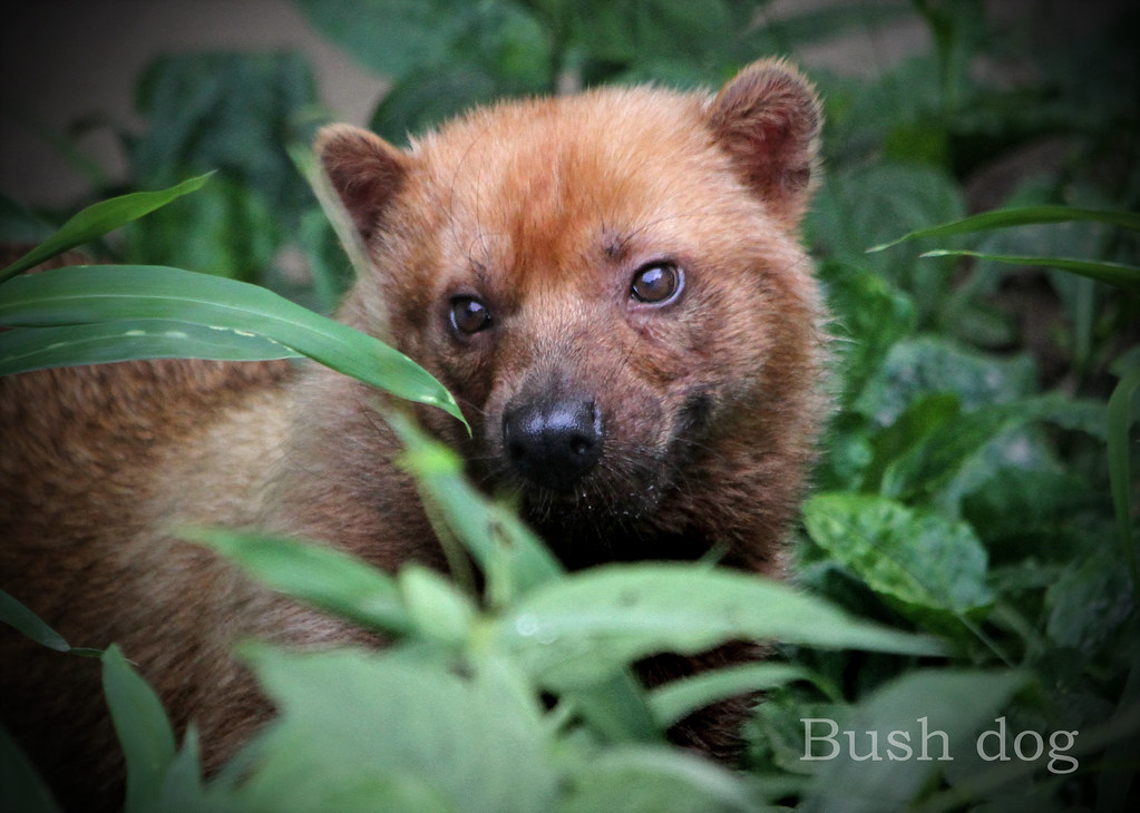 ヤブイヌ：Bush dog Toshiya Kawashima Flickr