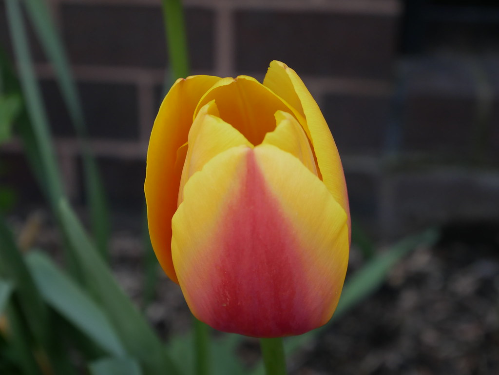 parks/plants of NY Flickr