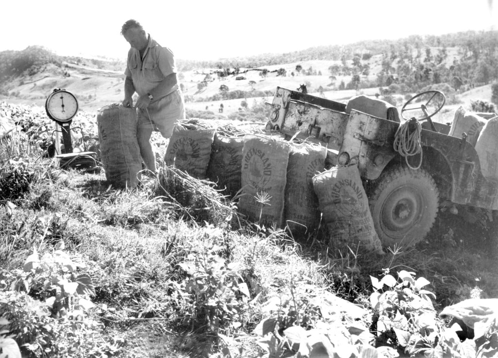 Weighing bagged beans, Gympie, 1966 GYMPIE BEANS RAILED SO… Flickr