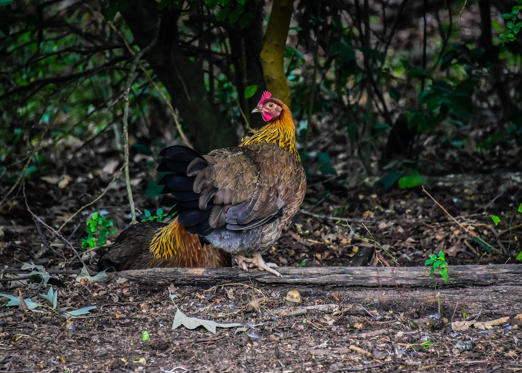 Chicken at Jamestown Settlement Jamestown VA Chicken at … Flickr