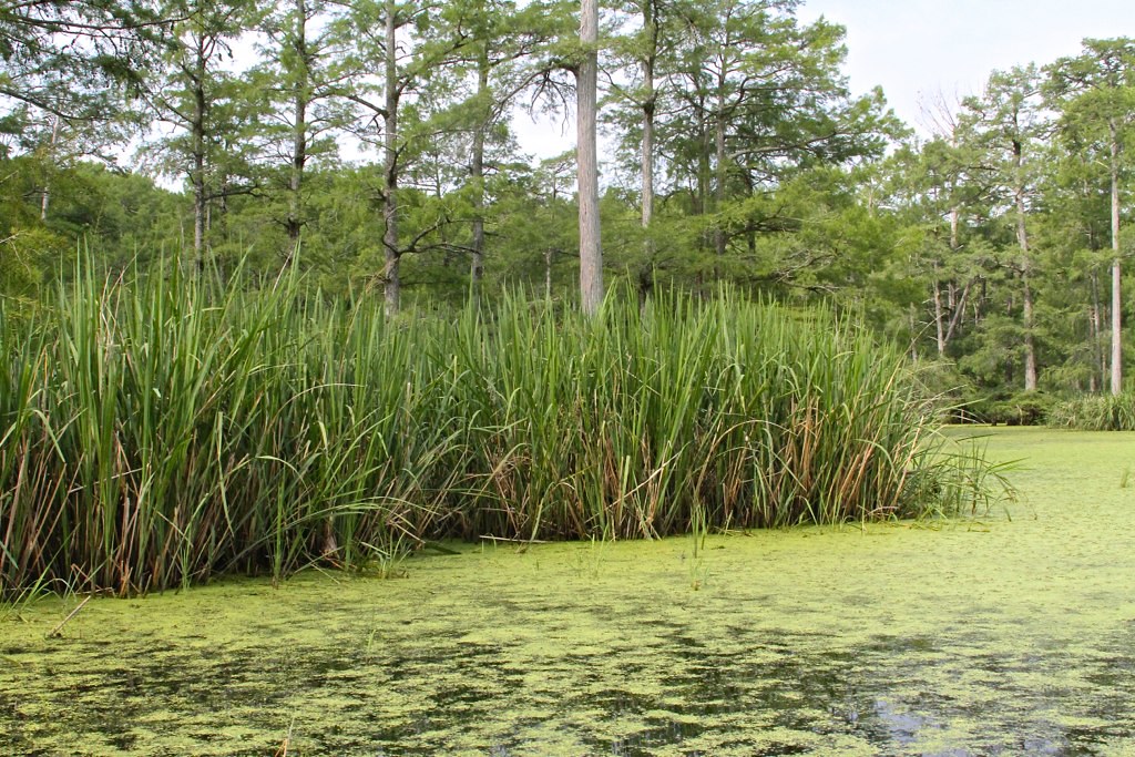 Grassy Lake Grassy Lake Hempstead County, AR Charles Lyon Flickr