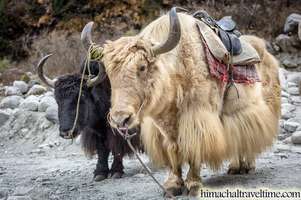 Himalayan Yak, Manali Himachal Pradesh is gifted with natu… Flickr