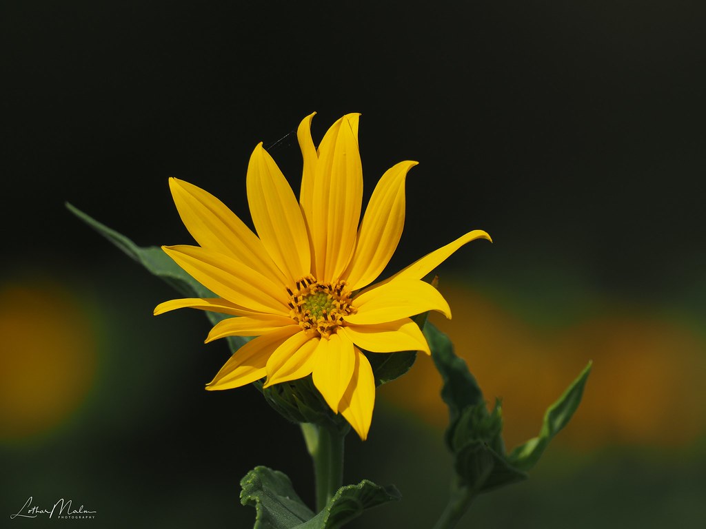 Topinambur (Helianthus tuberosus) Olympus EM1MarkII M
