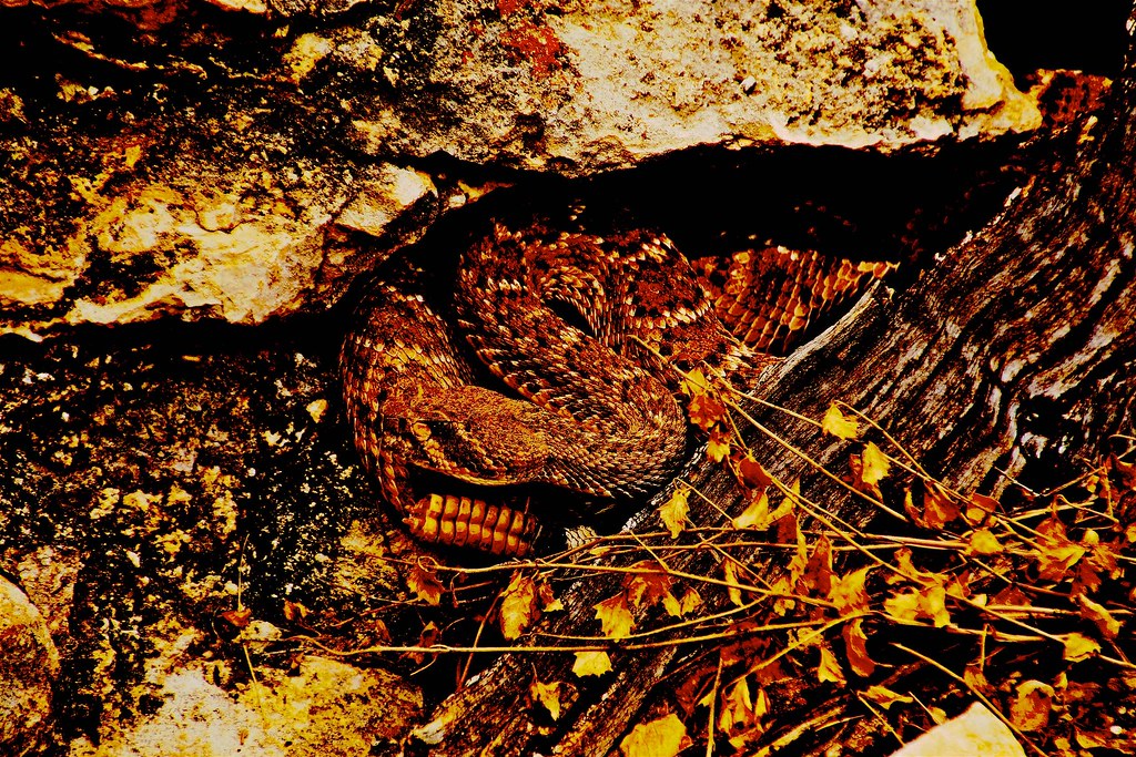 Huge Western Diamondback Rattlesnake (Crotalus atrox) on trail; near